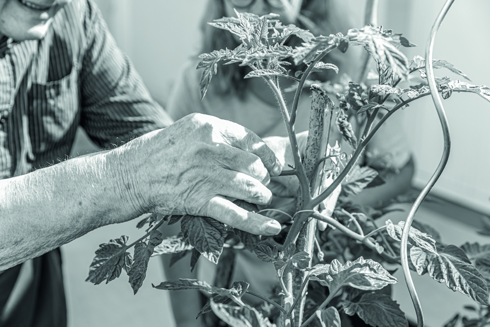 Image d'Illustration, une personne âgée s'occupe d'une plante